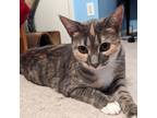 Adopt Pebbles a Gray or Blue Domestic Shorthair / Mixed cat in Durham