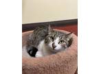 Adopt LaLa a Brown or Chocolate Domestic Shorthair / Domestic Shorthair / Mixed
