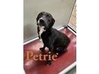 Adopt Petrie 27010 a Black Labrador Retriever dog in Joplin, MO (38224473)