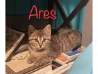 Adopt Ares a Brown Tabby Domestic Shorthair (short coat) cat in West Orange
