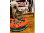 Adopt Mrs. Smalls a Brown Tabby Domestic Shorthair (short coat) cat in West