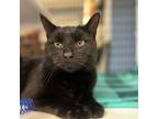 Adopt Velvet a Domestic Short Hair