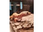 Adopt Leo - Kitchener a Lizard / Mixed reptile, amphibian