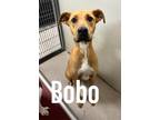 Adopt Bobo 121760 a Brown/Chocolate Labrador Retriever dog in Joplin