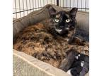 Adopt Good Charlotte a Domestic Short Hair