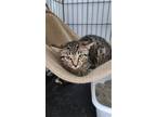 Adopt Tito a Brown Tabby Domestic Shorthair / Mixed (short coat) cat in Monroe