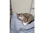 Adopt Archie a Brown Tabby Domestic Shorthair / Mixed (short coat) cat in