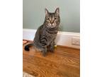 Adopt Autumn a Tabby, Domestic Short Hair