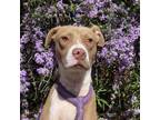 Adopt Kensey a Tan/Yellow/Fawn American Pit Bull Terrier / Mixed dog in Kanab