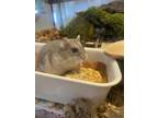 Adopt Cecile a Silver or Gray Hamster / Mixed small animal in Montreal