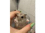Adopt Aube a Silver or Gray Hamster / Mixed small animal in Montreal