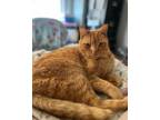 Adopt Clyde a Domestic Shorthair / Mixed (short coat) cat in Shreveport