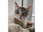 Adopt Zelda a Domestic Shorthair / Mixed (short coat) cat in Shreveport