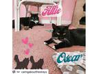 Adopt Allie a Black & White or Tuxedo Domestic Longhair / Mixed (long coat) cat