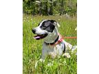 Adopt KATIE a Labrador Retriever / Great Dane / Mixed dog in Taylor