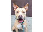 Adopt Levanna a Tan/Yellow/Fawn Mixed Breed (Medium) / Mixed dog in Chamblee