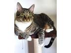 Adopt Rudy a Brown Tabby Domestic Shorthair (short coat) cat in Carlisle