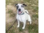 Adopt Peep a Gray/Silver/Salt & Pepper - with Black Blue Heeler / Mixed dog in