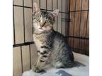 Adopt Freddy a Tan or Fawn Domestic Shorthair / Mixed cat in Fredericksburg
