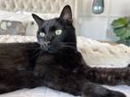 Adopt Bagherra a Domestic Shorthair / Mixed (short coat) cat in Richland Hills