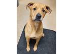 Adopt Bruno a Labrador Retriever / Affenpinscher / Mixed dog in Toms River