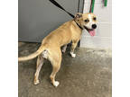 Adopt Kona a Tan/Yellow/Fawn Labrador Retriever / Mixed dog in Paducah