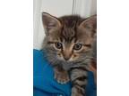 Adopt Soba - Ottawa Area a Brown or Chocolate Domestic Shorthair / Domestic
