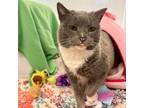 Adopt Whiney a Domestic Short Hair