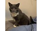 Adopt Whiney a Domestic Short Hair