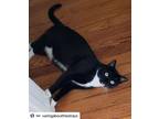 Adopt Kitty Kat a Black & White or Tuxedo American Shorthair / Mixed (long coat)