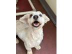 Adopt Oliver Local a White - with Gray or Silver Havanese / Mixed Breed (Small)