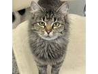 Adopt Grace a Gray or Blue Domestic Shorthair / Mixed cat in Kingman