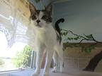Adopt Chester a Domestic Shorthair / Mixed (short coat) cat in Neillsville