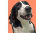 Adopt Hilisha a Pointer / Bluetick Coonhound / Mixed dog in Rockport