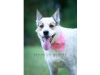 Adopt Dot aka Koda a Australian Cattle Dog / Chow Chow / Mixed dog in Macon