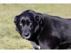 Adopt Sophie a Black Labrador Retriever, Shepherd