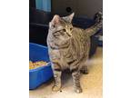 Adopt Gretel a Domestic Shorthair / Mixed (short coat) cat in Heber