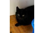 Adopt Endora a Domestic Shorthair / Mixed (short coat) cat in Brigham City -