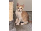 Adopt Chicken a Orange or Red Tabby American Shorthair / Mixed (short coat) cat