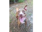 Adopt Delilah a Red/Golden/Orange/Chestnut - with White Pit Bull Terrier / Mixed
