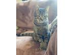 Adopt Perry a Brown Tabby Domestic Shorthair / Mixed cat in Anoka, MN (38311318)