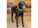 Adopt Faust (23-007) a Black Great Dane dog in Inver Grove Heights
