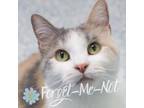 Adopt Kayla a Domestic Short Hair