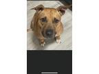 Adopt Penny a Tan/Yellow/Fawn - with White Black Mouth Cur dog in St.
