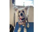 Adopt Max a White Chinese Crested / Mixed dog in Edmonton, AB (38218922)
