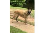 Adopt Abbey a Tan/Yellow/Fawn - with Black German Shepherd Dog / Mixed dog in