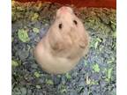 Adopt Monkie a Hamster small animal in Imperial Beach, CA (38219543)
