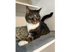 Adopt Dizzy a Domestic Short Hair