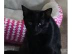 Adopt JoJo (Ivy) a All Black Domestic Shorthair cat in Dallas, TX (38214794)