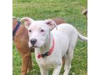 Adopt Sugar a White Boxer dog in Auburn, PA (38219563)